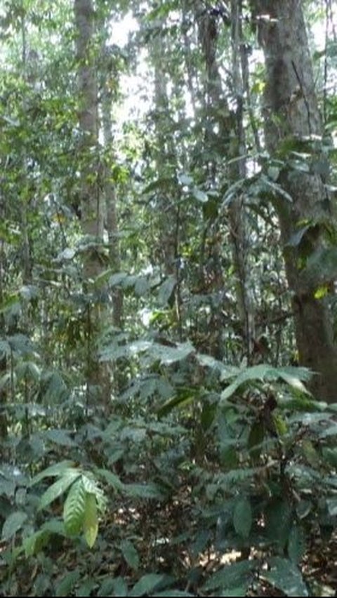 <b>Jadi Objek Penelitian, Ini Fakta Kawasan Hutan Dengan Tujuan Khusus di Berau Kalimantan Timur</b><br>