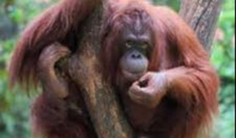 <b>Konservasi Orang utan</b>