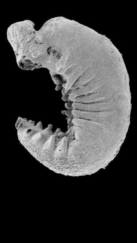 Fosil Larva Misterius Berusia 520 Juta Tahun Ditemukan dengan Otak dan Tubuh Lengkap, Begini Penampakannya