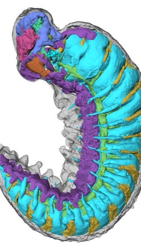 Fosil Larva Misterius Berusia 520 Juta Tahun Ditemukan dengan Otak dan Tubuh Lengkap, Begini Penampakannya