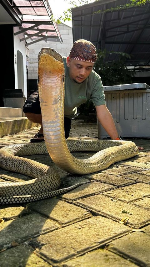 Wanita Ini Iseng Curhat ke Panji Petualang Soal Ular Cobra di Rumah, Begini Responsnya yang Banjir Pujian