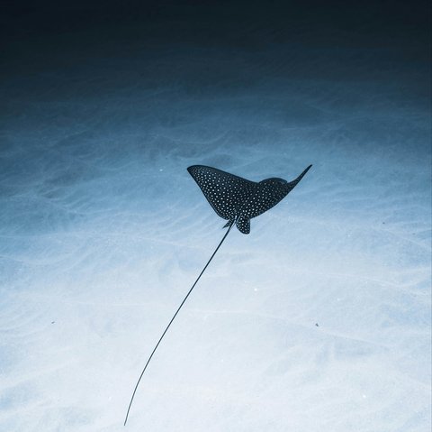 mitos ikan pari