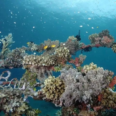 Desa Wisata Pemuteran