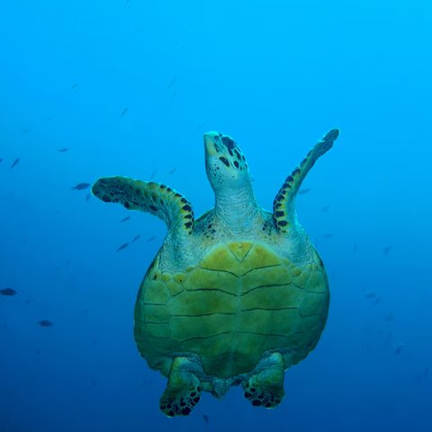 Desa Wisata Pemuteran