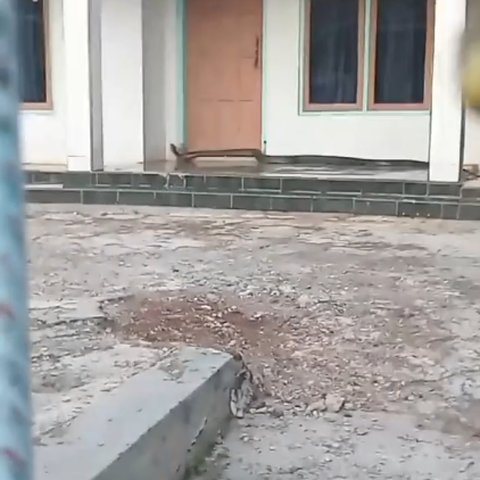 Viral Kemunculan King Kobra Sepanjang 5 Meter di Depan Rumah Warga di Kuningan, Begini Penampakannya