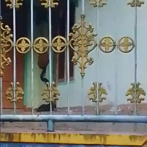 Viral Kemunculan King Kobra Sepanjang 5 Meter di Depan Rumah Warga di Kuningan, Begini Penampakannya