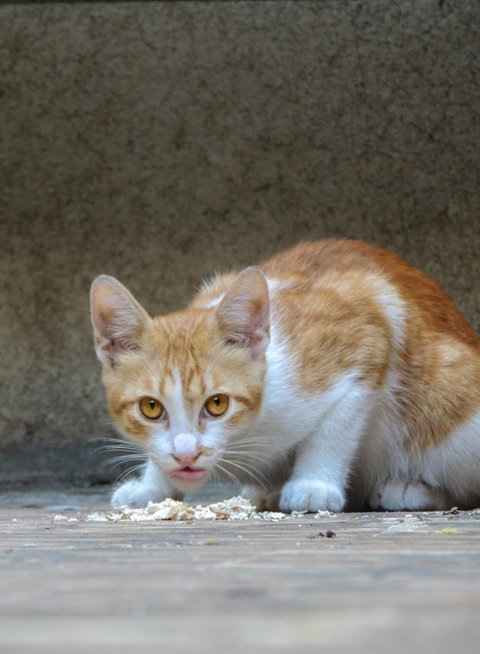Kucing Makan