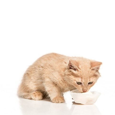 Kucing Makan