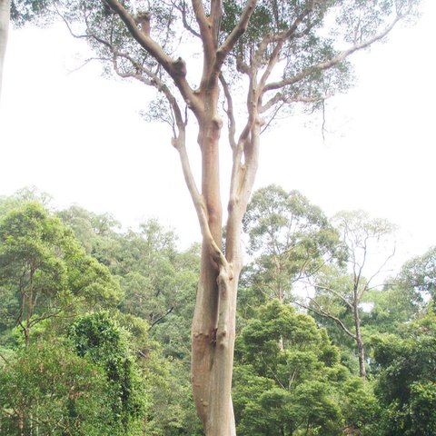 Pohon Sialang