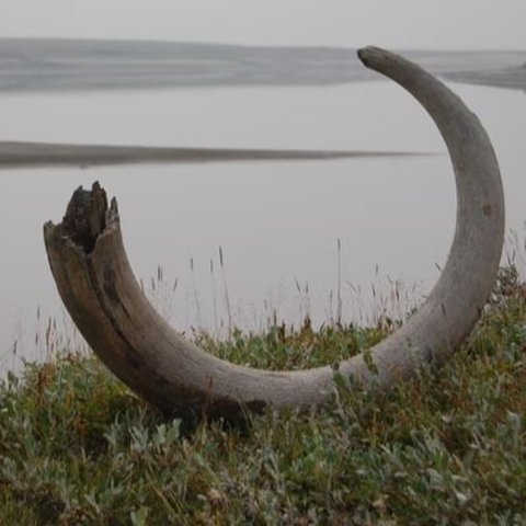 Gading mamut ditemukan di pinggir sungai.