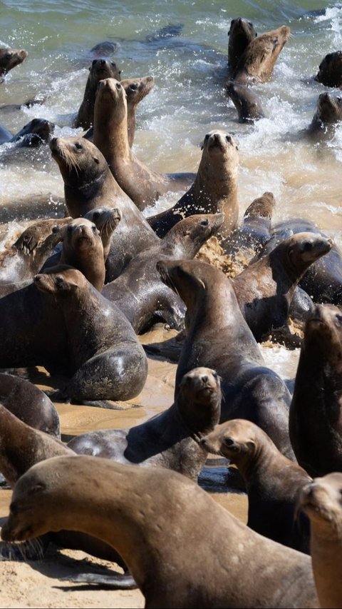 Ratusan singa laut berkumpul di Pantai San Carlos di Monterey, California 24 Agustus 2024. Pantai tersebut telah ditutup untuk pejalan kaki karena singa laut menempati area tersebut.