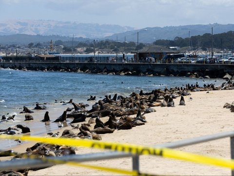Ratusan singa laut berkumpul di Pantai San Carlos di Monterey, California 24 Agustus 2024. Pantai tersebut telah ditutup untuk pejalan kaki karena singa laut menempati area tersebut.