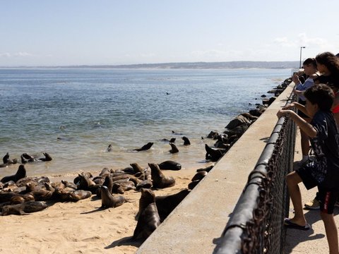Ratusan singa laut berkumpul di Pantai San Carlos di Monterey, California 24 Agustus 2024. Pantai tersebut telah ditutup untuk pejalan kaki karena singa laut menempati area tersebut.
