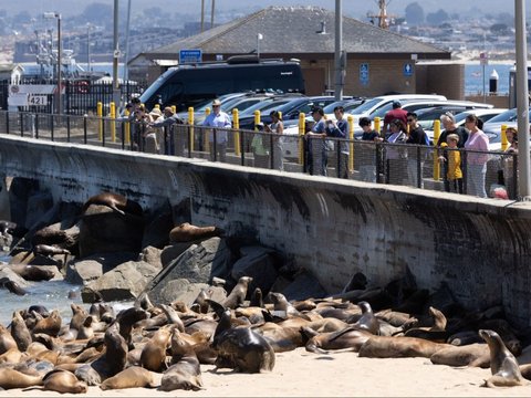 Ratusan singa laut berkumpul di Pantai San Carlos di Monterey, California 24 Agustus 2024. Pantai tersebut telah ditutup untuk pejalan kaki karena singa laut menempati area tersebut.