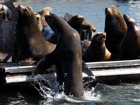 Ratusan singa laut berkumpul di Pantai San Carlos di Monterey, California 24 Agustus 2024. Pantai tersebut telah ditutup untuk pejalan kaki karena singa laut menempati area tersebut.