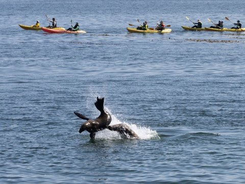 Ratusan singa laut berkumpul di Pantai San Carlos di Monterey, California 24 Agustus 2024. Pantai tersebut telah ditutup untuk pejalan kaki karena singa laut menempati area tersebut.