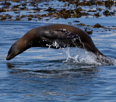 Ratusan singa laut berkumpul di Pantai San Carlos di Monterey, California 24 Agustus 2024. Pantai tersebut telah ditutup untuk pejalan kaki karena singa laut menempati area tersebut.