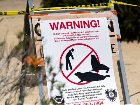 Ratusan singa laut berkumpul di Pantai San Carlos di Monterey, California 24 Agustus 2024. Pantai tersebut telah ditutup untuk pejalan kaki karena singa laut menempati area tersebut.