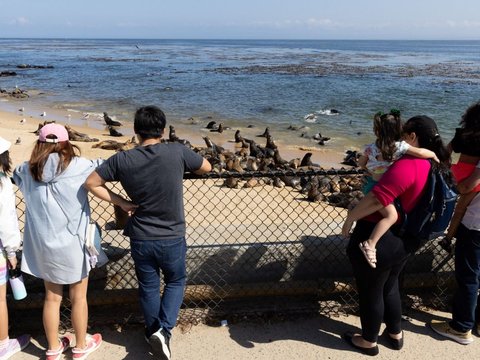 Ratusan singa laut berkumpul di Pantai San Carlos di Monterey, California 24 Agustus 2024. Pantai tersebut telah ditutup untuk pejalan kaki karena singa laut menempati area tersebut.