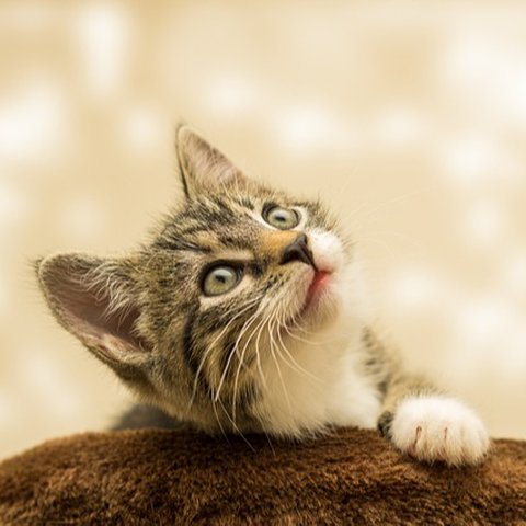 kucing