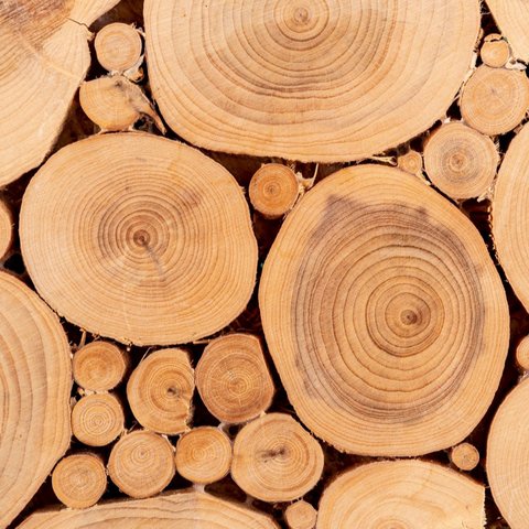 <p>Ilustrasi kayu jati. (Image by freepik)</p>