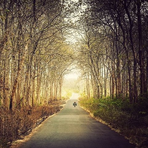 Hutan jati Bojonegoro