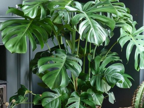 Tips efektif memaksimalkan ventilasi rumah agar tetap sejuk dan nyaman sepanjang hari.