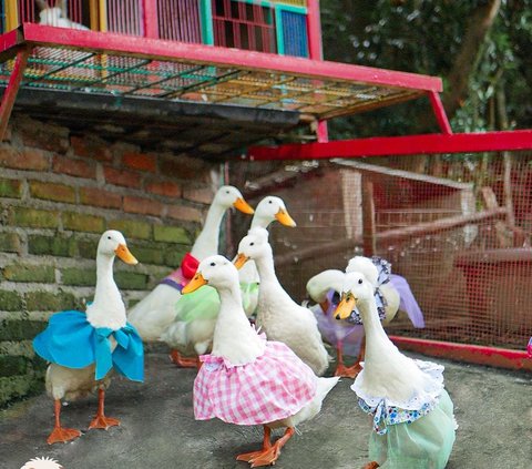 Mengunjungi Petshop Unik di Bandung, Ada Taman Hijau dan Playground Anak, Cocok untuk Liburan