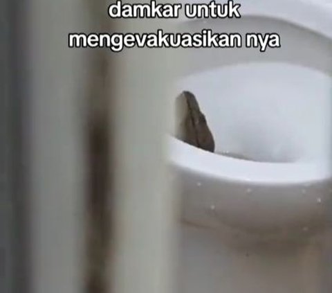 Viral Aksi Pemadam Kebakaran Keluarkan Ular Piton di Dalam Lubang WC, Bikin Warganet Deg-degan