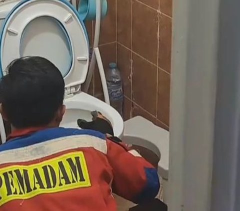 Viral Aksi Pemadam Kebakaran Keluarkan Ular Piton di Dalam Lubang WC, Bikin Warganet Deg-degan