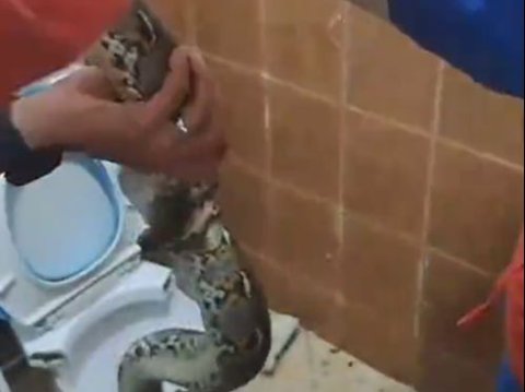 Residents Think the Dirt Hasn't Been Flushed, When the Bathroom Light Turns On, It Turns Out a Python's Head is Peeking Out in the Toilet