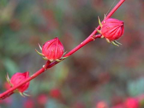 Efek Samping Bunga Rosella