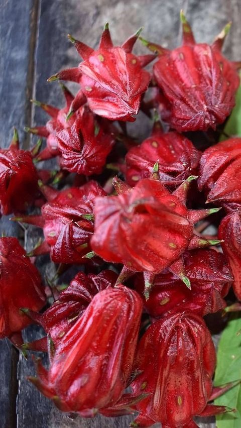 7 Efek Samping Bunga Rosella, Sering Buang Air Kecil hingga Tekanan Darah Rendah