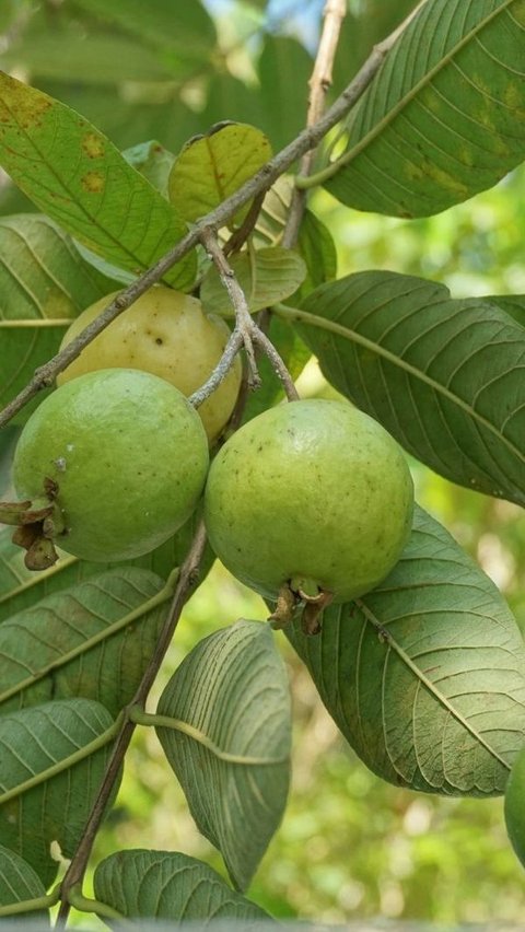 Manfaat Daun Jambu Biji untuk Sakit Gigi, Ketahui Rekomendasi Obat Alami untuk Gigi Berlubang<br>