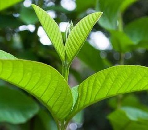 Manfaat Daun Jambu Biji untuk Sakit Gigi, Ketahui Rekomendasi Obat Alami untuk Gigi Berlubang