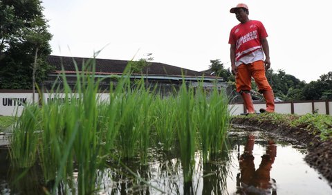 Kenalkan Konsep Pertanian Berkelanjutan di Perkotaan