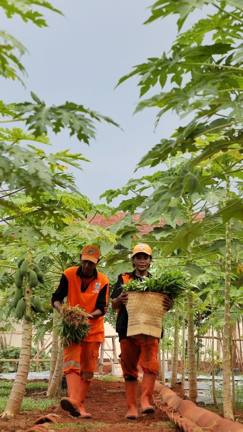 Mengunjungi Cipayung Edufarm, Ajak Warga Jakarta Belajar Jadi Petani