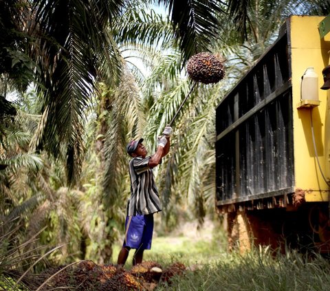 Handcuffed for Allegedly Being Caught Taking Palm Fruit, Teenager in Pekanbaru Left Alone for 5 Hours