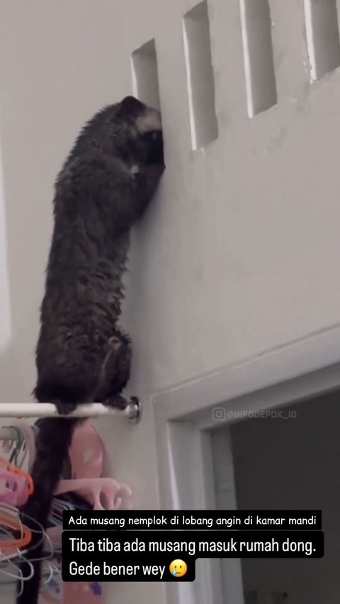 Thought to be a Doll, a Civet Caught Enjoying Perched on the Clothesline While Peeking into the Bathroom, Netizens Curious About What It Saw