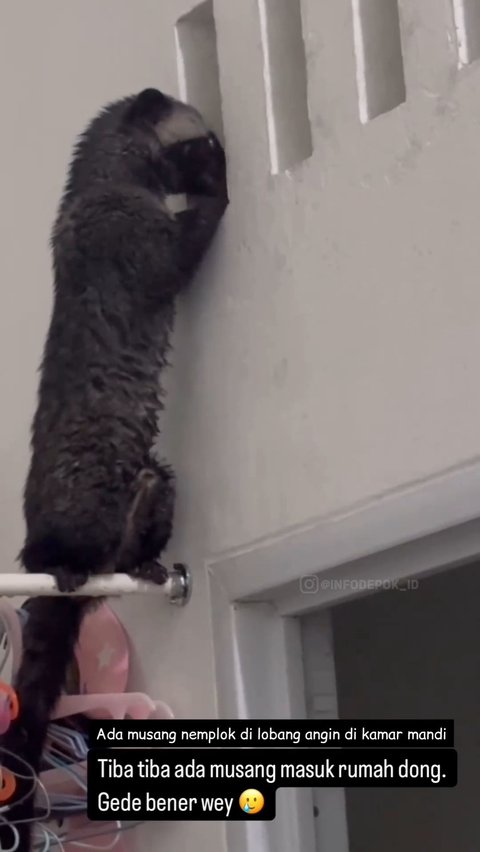 Thought to be a Doll, a Civet Caught Enjoying Perched on the Clothesline While Peeking into the Bathroom, Netizens Curious About What It Saw