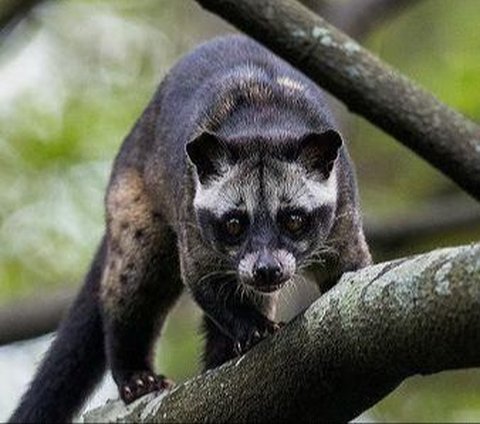 Thought to be a Doll, a Civet Caught Enjoying Perched on the Clothesline While Peeking into the Bathroom, Netizens Curious About What It Saw