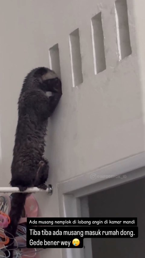 Thought to be a Doll, a Civet Caught Enjoying Perched on the Clothesline While Peeking into the Bathroom, Netizens Curious About What It Saw