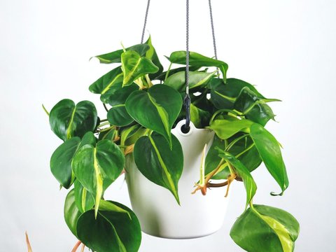 Philodendron<br>