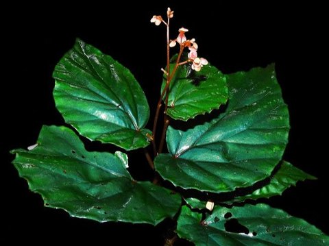 Begonia<br>