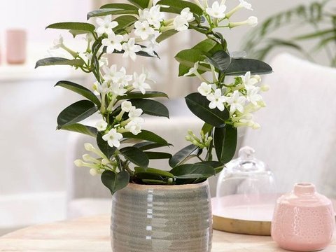 Stephanotis Floribunda<br>