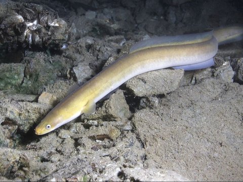 Viral Doctor Extracts 'Live' Eel from Human Stomach, Measuring 60 Centimeters