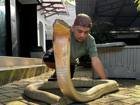 Moment of a Woman Finding a Cobra in the Toilet Hole, Sharing with Panji the Adventurer