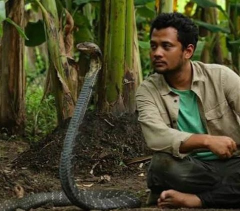 Moment of a Woman Finding a Cobra in the Toilet Hole, Sharing with Panji the Adventurer