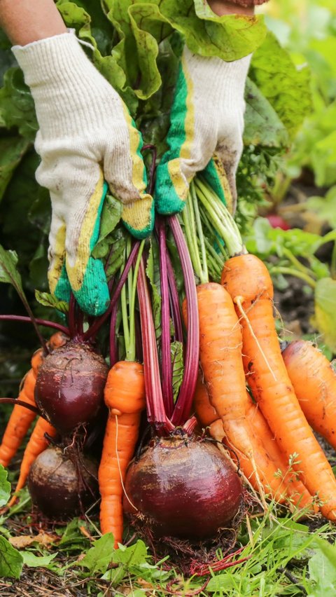 Is It True That Organic Vegetables Are Healthier? Here's What the Doctor Says