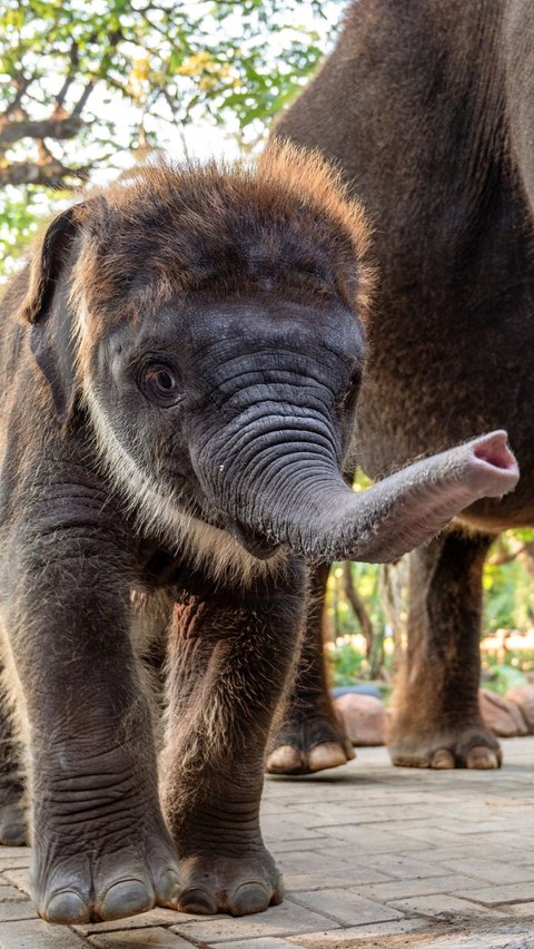 FOTO: Perkenalkan Ini Rocky Balboa, Anak Gajah Hasil Perkawinan Lembang dan Doa di Kebun Binatang Surabaya